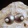 Kolczyki srebrne kolczyki z białymi perłami